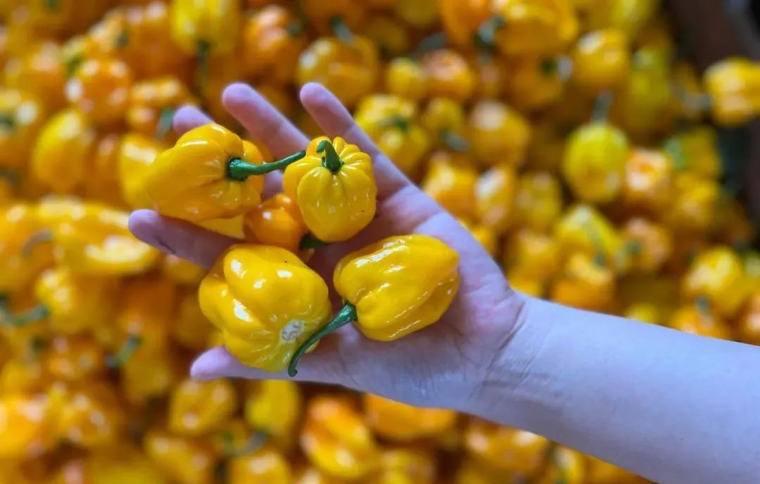 海南，你“辣”到我啦